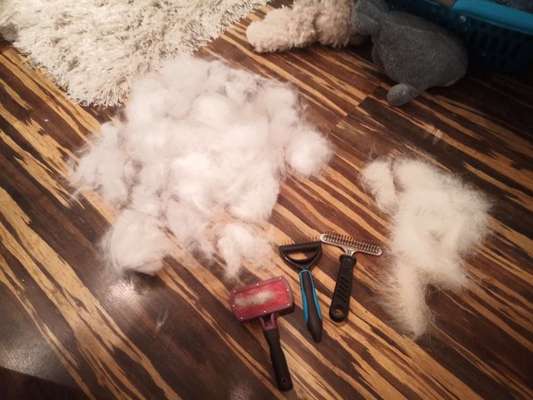 Zeig mir, dass du mit einem hund zusammenlebst....-Beitrag-Bild