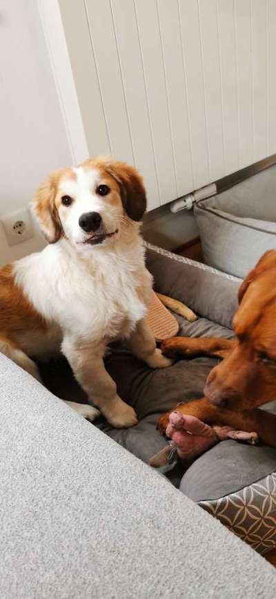 Welpe dicke Gelenke vorne-Beitrag-Bild