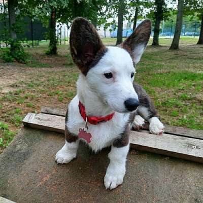 Hundetreffen-Welpentreffen-Bild