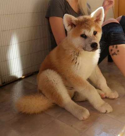 Welpen Bilder !-Beitrag-Bild