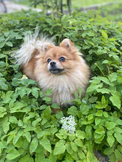 5. Hund im hohen Gras-Beitrag-Bild