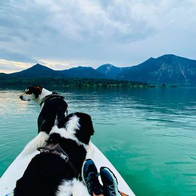 Hundetreffen-Treffen mit grossen Pfoten