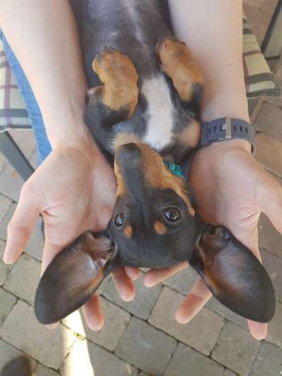 Welpen Bilder !-Beitrag-Bild