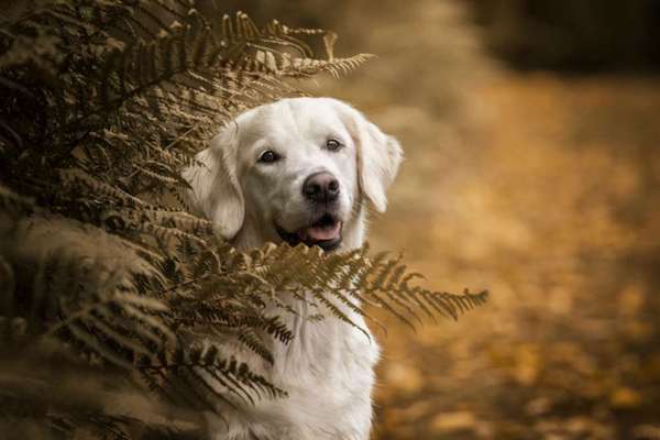 Dogorama Photo Challenge - Portrait-Beitrag-Bild