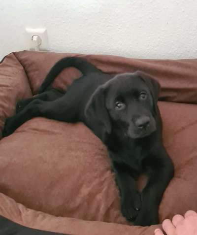 Das erste Bild eures Hundes-Beitrag-Bild