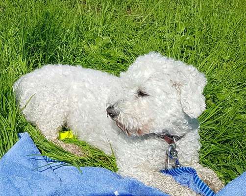 bolonka zwetna 😁-Beitrag-Bild