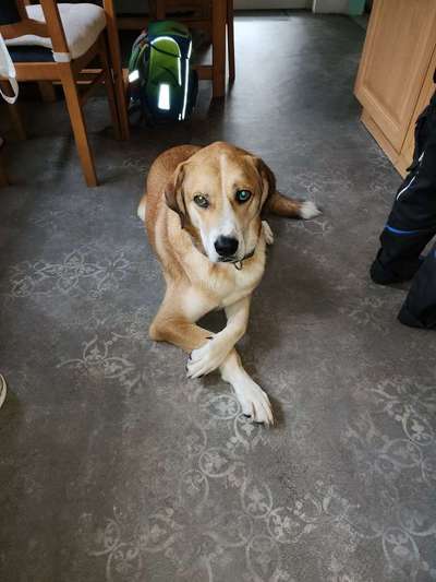 Tierschutzhunde suchen ein Zuhause-Beitrag-Bild