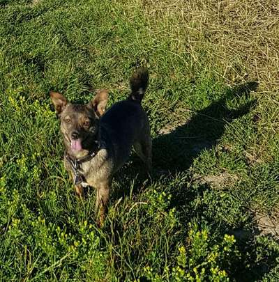 Hund aus dem Spanischen Tierschutz-Beitrag-Bild