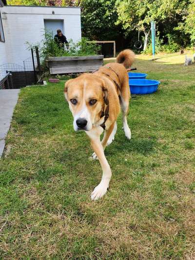 Tierschutzhunde suchen ein Zuhause-Beitrag-Bild