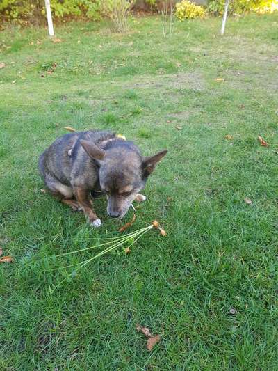 Zeigt her Eure Futternäpfe-Beitrag-Bild