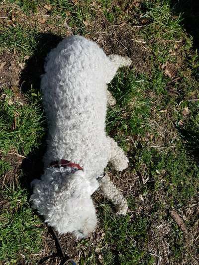 Dogorama Photo Challenge - Tierischer Urlaub-Beitrag-Bild