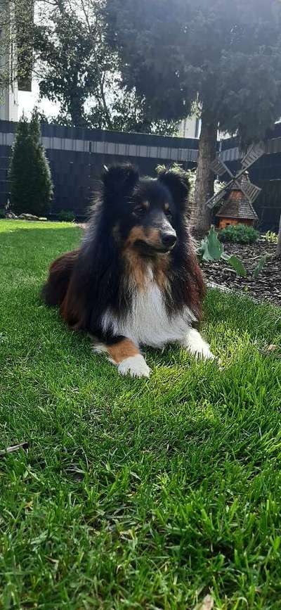 Shelties-Beitrag-Bild