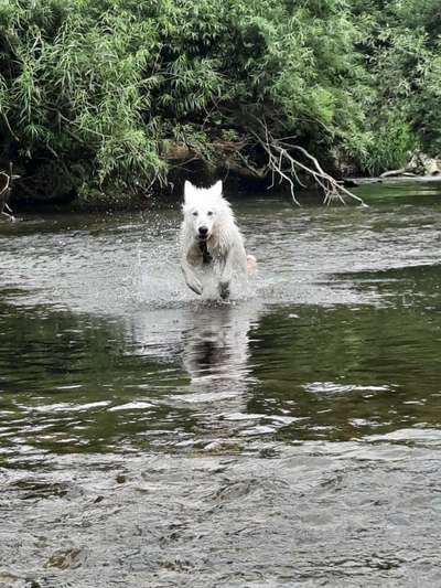 Weißer Schweizer Schäferhund-Beitrag-Bild