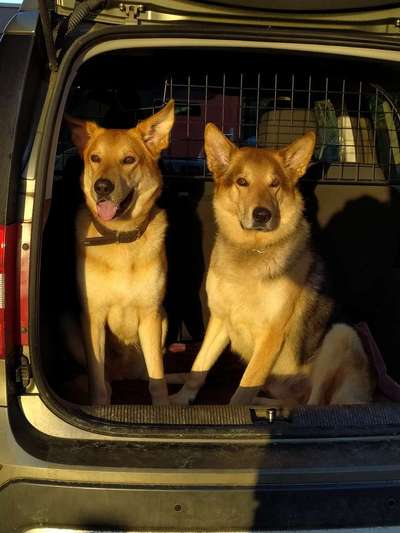 Schäferhund-Beitrag-Bild