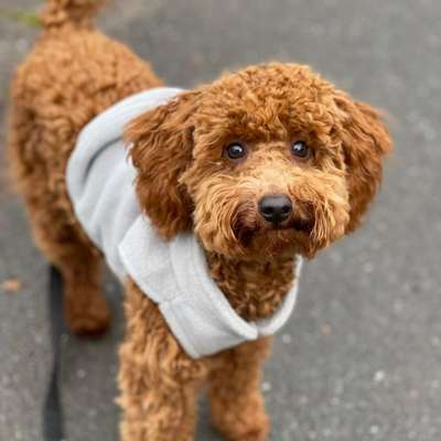 Hundetreffen-Playdate-Bild