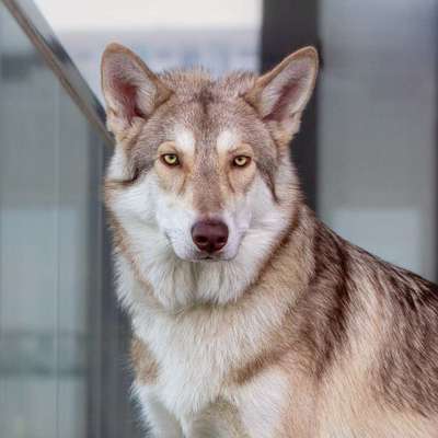 Seltene Rassen!-Beitrag-Bild