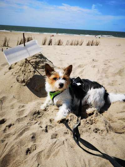 Dogorama-Monats-Challenge-Mai "Wasser"-Beitrag-Bild