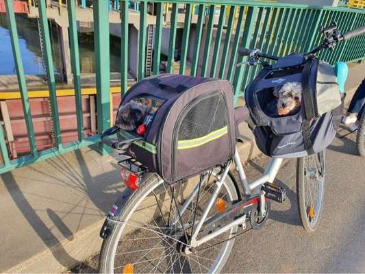 Radfahren mit Hund-Beitrag-Bild