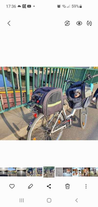 Fahrradkorb-Beitrag-Bild