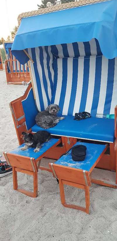 Schöner Hundestrand an der Ostsee in Schleswig-Holstein gesucht.-Beitrag-Bild