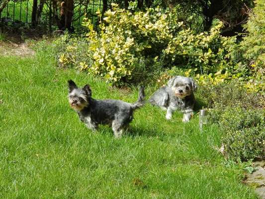 Challenge 23 : "  Euer Hund beim Frühlingserwachen "-Beitrag-Bild