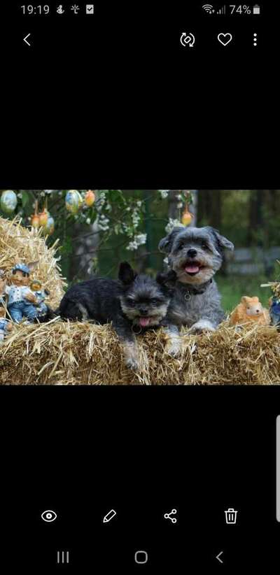 Zeigt mal die schönsten Bilder von euren Hunden !-Beitrag-Bild