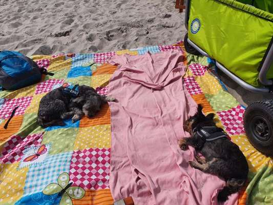 Hundeurlaub In Deutschland-Beitrag-Bild