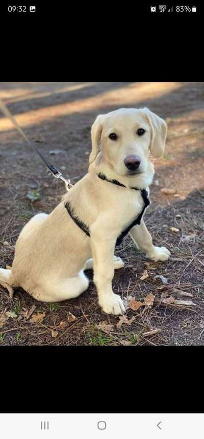 Hundetreffen-Spiel- und Gassigehen-Freunde gesucht 🐕🐾-Bild