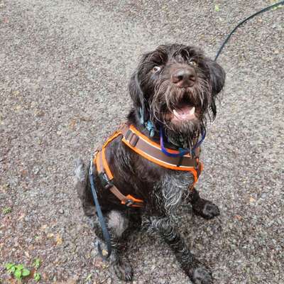 Hundetreffen-Trainings- und Spaziergang Buddy gesucht-Bild