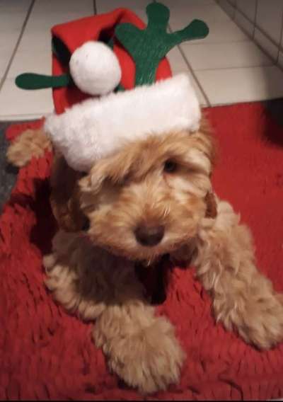 Welpen Bilder !-Beitrag-Bild