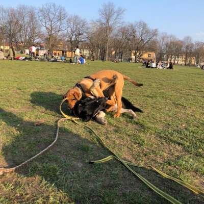 Hundetreffen-Welpen-/Hundetreff Alaunpark-Bild