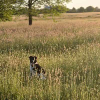 Hundetreffen-Drachenwiese Karlsruhe-Bild