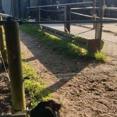 Hundetreffen-Walk in the forest/ play time-Bild