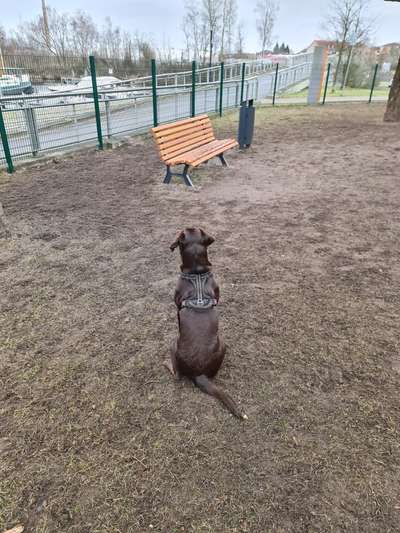 Hundeauslaufgebiet-Hundeplatz Oranienburg-Bild