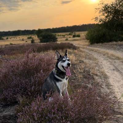 Hundetreffen-Spielerunde im Auslaufgebiet Wildau-Bild