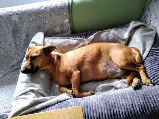 Wie kamst du zu deinem Hund?-Beitrag-Bild