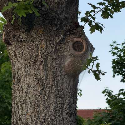Giftköder-Eichenprozessionsspinner-Bild