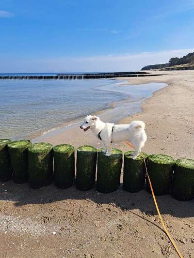 Auslandstierschutz-Beitrag-Bild