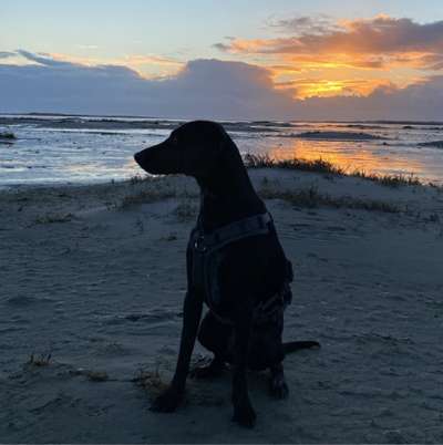 Hundetreffen-Hier und überall um Rosengarten herum