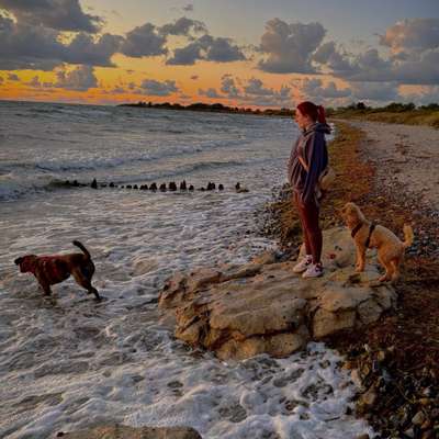 Hundetreffen-Giftködersuche in Schönberg