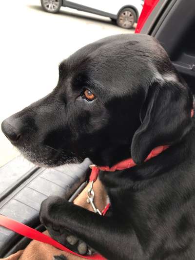 Labradorfans-Beitrag-Bild