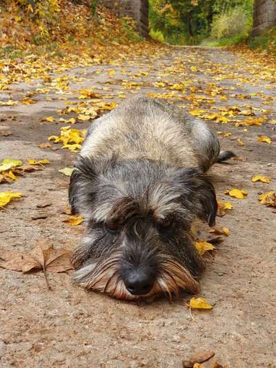 Schnauzer-Beitrag-Bild