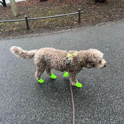 Hundeschuhe-Beitrag-Bild