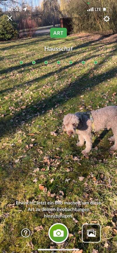 Welche Hunderasse-Beitrag-Bild