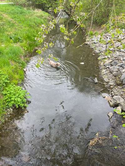 Dürfen unsere Hunde noch ins Wasser – oder ist das schon fahrlässig? 💦🐶-Beitrag-Bild