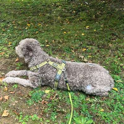 Wie sitzt mein Geschirr?-Beitrag-Bild