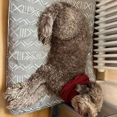 Starke Schmerzen nach dem Spazierengehen / Bandscheibenvorfall-Beitrag-Bild