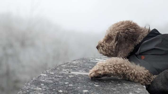 Welche Hunderasse-Beitrag-Bild