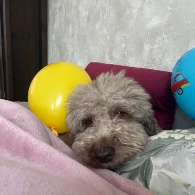 Stress bei Hunden durch Vermenschlichung?-Beitrag-Bild