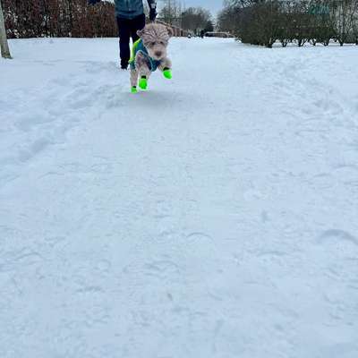 Pfotenprobleme bei der Kälte/Streusalz-Beitrag-Bild